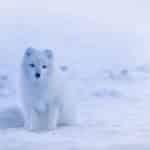 Polar Fox på ön