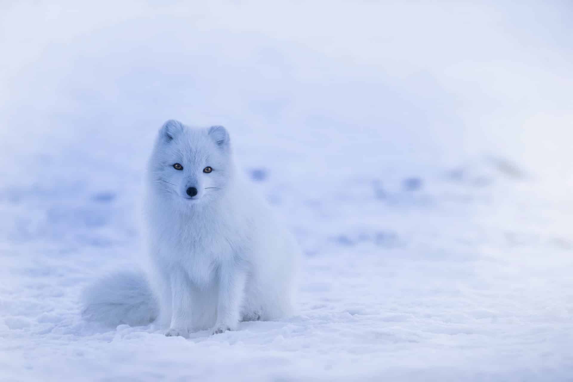 Polar Fox på ön