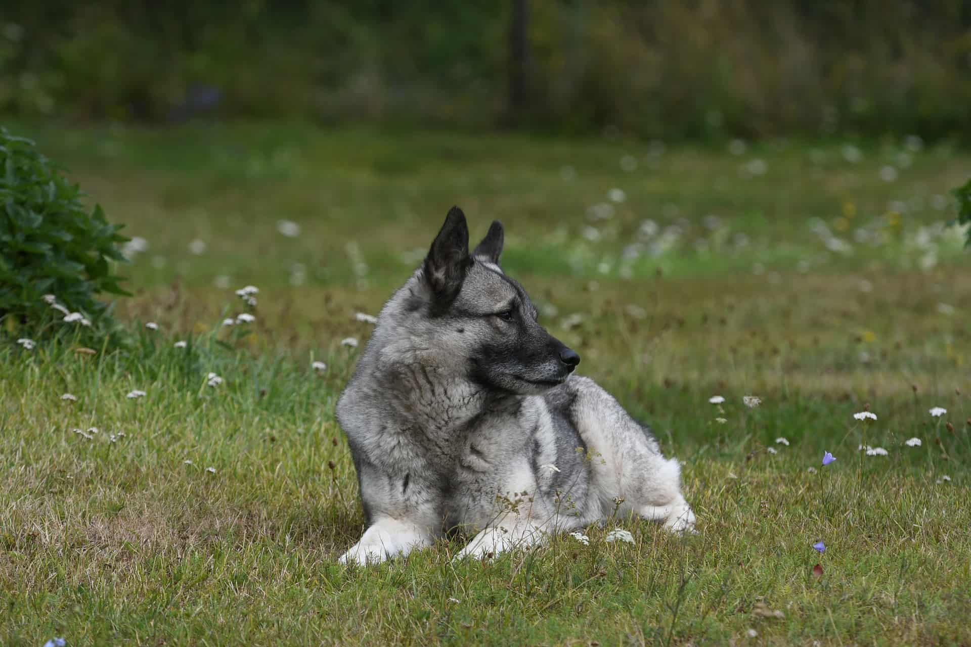 Norvēģu aļņu suns
