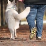 Die Liebe der Skandinavier zu Hunden