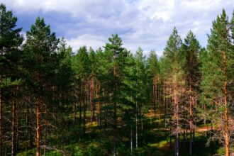 Exploring the Wonders of Finland: Culture, Nature, and Life